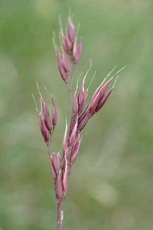 Helictotrichon praeustum \ Alpen-Wiesenhafer / Alpine Oat Grass, A Trenchtling 3.7.2019