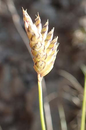 Oreochloa disticha \ Zweizeiliges Kopfgras / Oreochloa, A Nockberge, Klomnock 10.7.2019