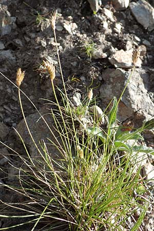 Oreochloa disticha \ Zweizeiliges Kopfgras / Oreochloa, A Nockberge, Klomnock 10.7.2019