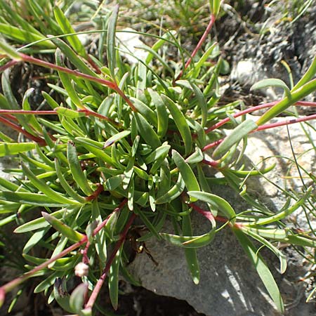 Gypsophila repens \ Kriechendes Gipskraut / Alpine Gypsophila, A Traweng 8.7.2020