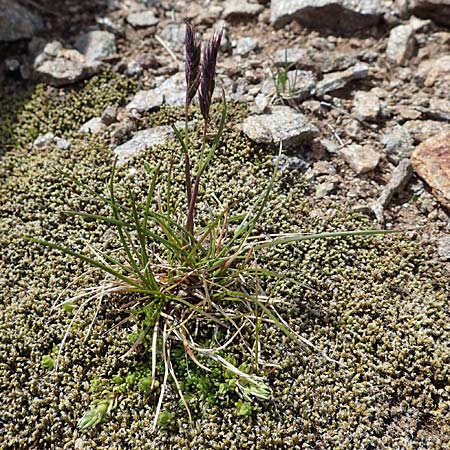 Festuca halleri \ Hallers Schwingel / Haller's Fescue, A Seetaler Alpen, Zirbitzkogel 28.6.2021