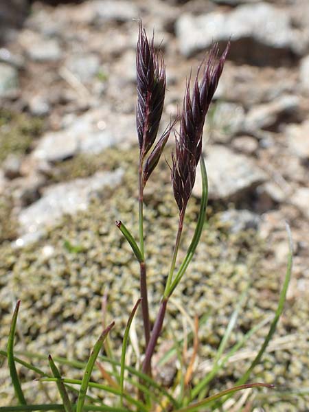Festuca halleri \ Hallers Schwingel / Haller's Fescue, A Seetaler Alpen, Zirbitzkogel 28.6.2021