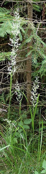 Calamagrostis arundinacea \ Wald-Reitgras / Bunch Grass, A Kraubath (Mur) 25.7.2021
