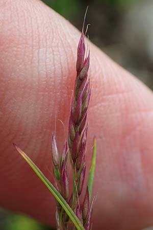 Agrostis rupestris \ Felsen-Straugras / Rock Bentgrass, A Seckauer Tauern, Brandstätter Törl 27.7.2021