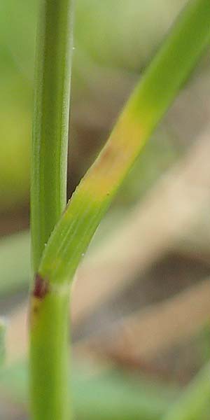 Agrostis rupestris \ Felsen-Straugras / Rock Bentgrass, A Seckauer Tauern, Brandstätter Törl 27.7.2021