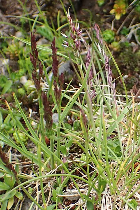 Agrostis rupestris \ Felsen-Straugras / Rock Bentgrass, A Seckauer Tauern, Brandstätter Törl 27.7.2021