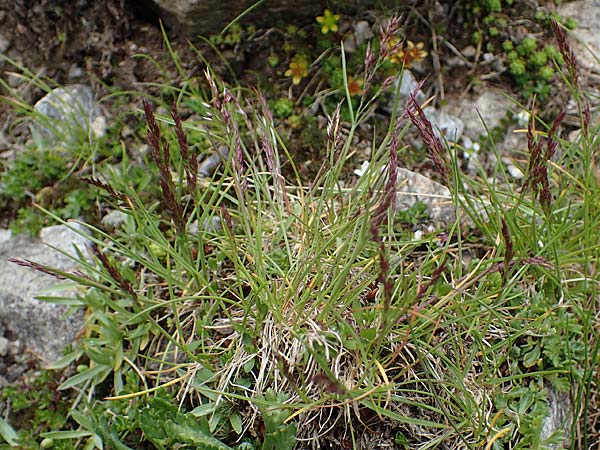 Agrostis rupestris \ Felsen-Straugras / Rock Bentgrass, A Seckauer Tauern, Brandstätter Törl 27.7.2021
