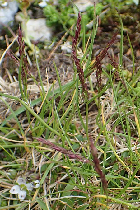 Agrostis rupestris \ Felsen-Straugras / Rock Bentgrass, A Seckauer Tauern, Brandstätter Törl 27.7.2021