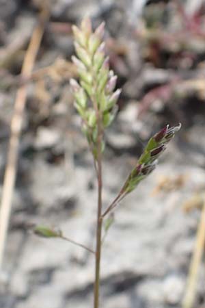 Poa annua \ Einjhriges Rispengras / Annual Blue Grass, A Seewinkel, Apetlon 8.5.2022