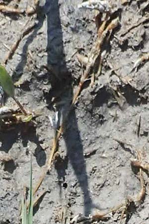 Agrostis stolonifera \ Weies Straugras / Creeping Bentgrass, A Seewinkel, Podersdorf 10.5.2022