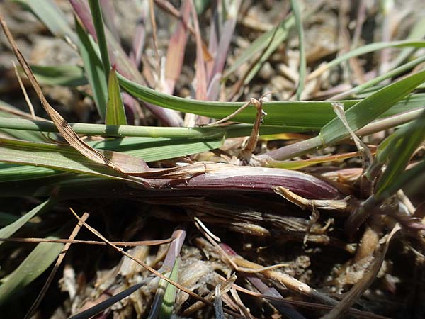 Agrostis stolonifera \ Weies Straugras / Creeping Bentgrass, A Seewinkel, Podersdorf 10.5.2022