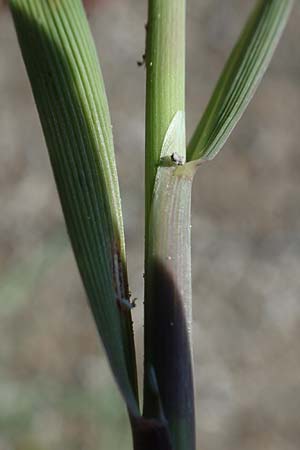 Agrostis stolonifera \ Weies Straugras / Creeping Bentgrass, A Seewinkel, Podersdorf 10.5.2022