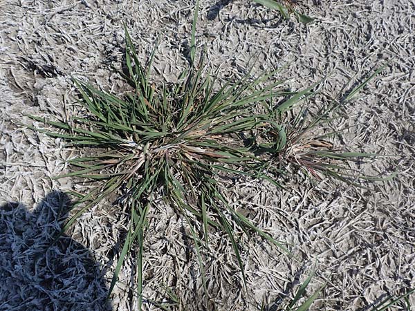 Agrostis stolonifera \ Weies Straugras / Creeping Bentgrass, A Seewinkel, Podersdorf 10.5.2022