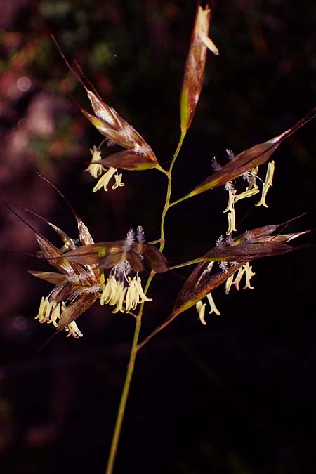 Helictotrichon versicolor \ Bunter Wiesenhafer / Oat Grass, A Kärnten/Carinthia, Koralpe 30.6.2022