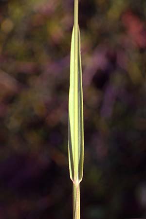 Helictotrichon versicolor \ Bunter Wiesenhafer / Oat Grass, A Kärnten/Carinthia, Koralpe 30.6.2022