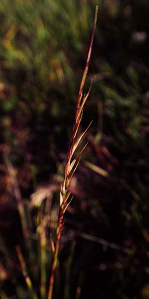 Nardus stricta \ Borst-Gras / Mat Grass, A Kärnten/Carinthia, Koralpe 30.6.2022