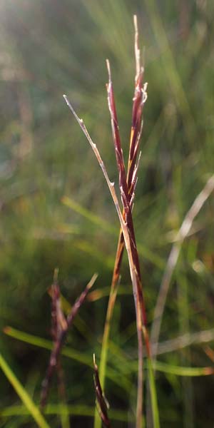 Nardus stricta \ Borst-Gras / Mat Grass, A Kärnten/Carinthia, Koralpe 30.6.2022