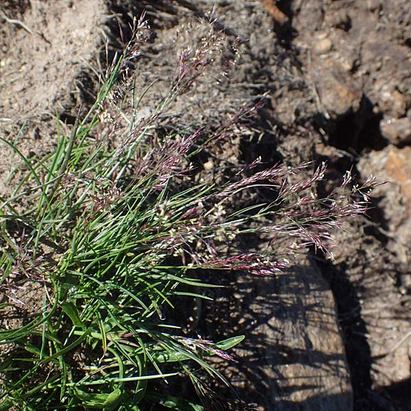 Agrostis rupestris \ Felsen-Straugras / Rock Bentgrass, A Kärnten/Carinthia, Koralpe 1.7.2022