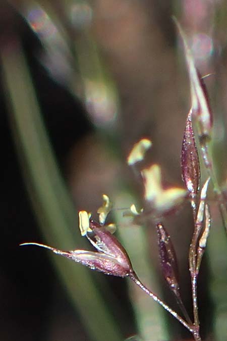 Agrostis rupestris \ Felsen-Straugras / Rock Bentgrass, A Kärnten/Carinthia, Koralpe 1.7.2022