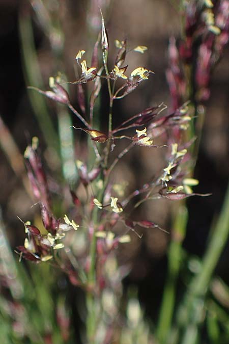 Agrostis rupestris \ Felsen-Straugras / Rock Bentgrass, A Kärnten/Carinthia, Koralpe 1.7.2022