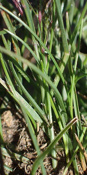 Agrostis rupestris \ Felsen-Straugras / Rock Bentgrass, A Kärnten/Carinthia, Koralpe 1.7.2022