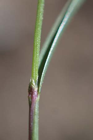 Agrostis rupestris \ Felsen-Straugras / Rock Bentgrass, A Kärnten/Carinthia, Koralpe 1.7.2022