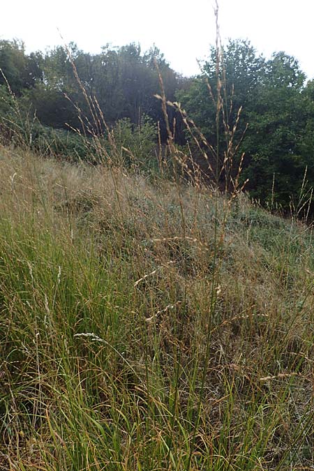 Molinia caerulea \ Pfeifengras / Moor Grass, A Mattersburg 24.9.2022