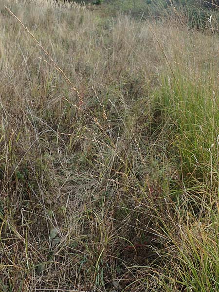 Molinia caerulea \ Pfeifengras / Moor Grass, A Mattersburg 24.9.2022