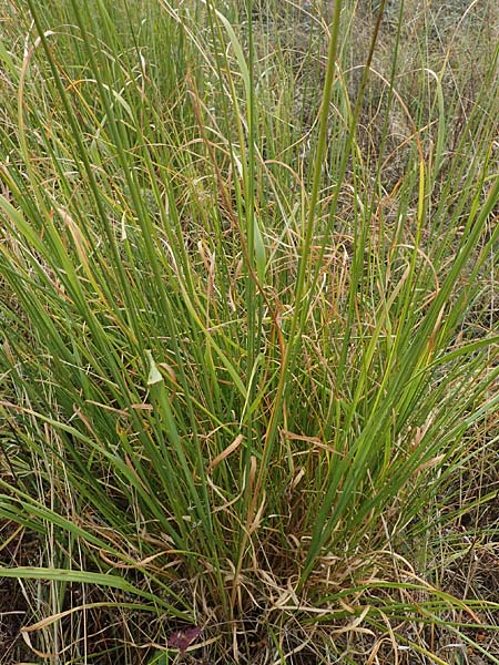 Molinia caerulea \ Pfeifengras / Moor Grass, A Mattersburg 24.9.2022