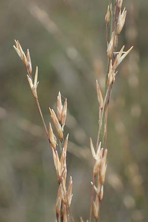 Molinia caerulea \ Pfeifengras / Moor Grass, A Mattersburg 24.9.2022