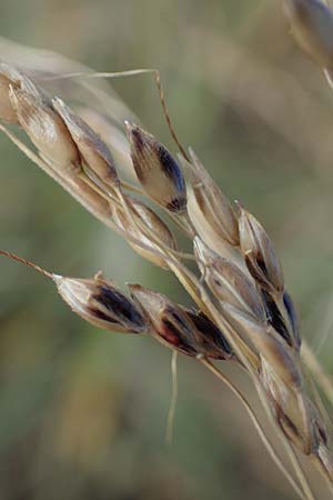 Panicum dichotomiflorum \ Gabelstige Rispen-Hirse / Fall Panicgrass, A Seewinkel, Apetlon 26.9.2022