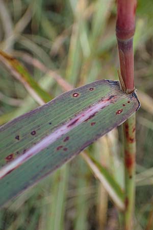 Panicum dichotomiflorum \ Gabelstige Rispen-Hirse / Fall Panicgrass, A Seewinkel, Apetlon 26.9.2022