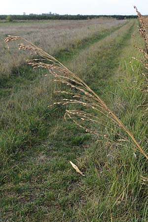 Panicum dichotomiflorum \ Gabelstige Rispen-Hirse / Fall Panicgrass, A Seewinkel, Apetlon 26.9.2022