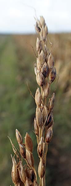 Panicum dichotomiflorum \ Gabelstige Rispen-Hirse / Fall Panicgrass, A Seewinkel, Apetlon 26.9.2022