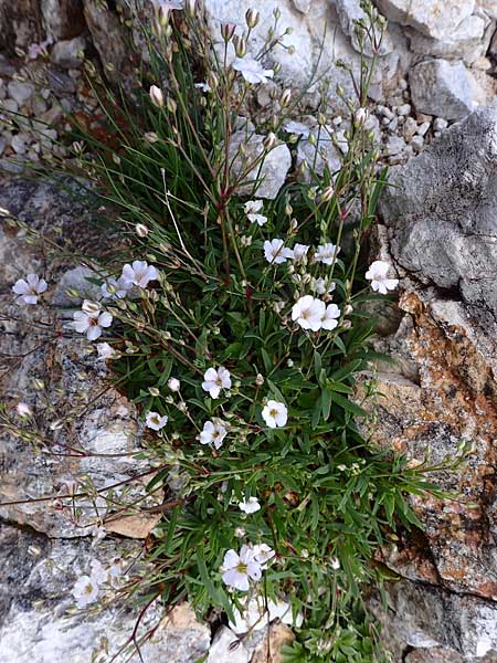 Gypsophila repens \ Kriechendes Gipskraut / Alpine Gypsophila, A Admont 5.7.2024