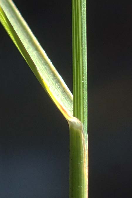 Poa nemoralis \ Hain-Rispengras / Wood Meadow Grass, A Großglockner 11.8.2025