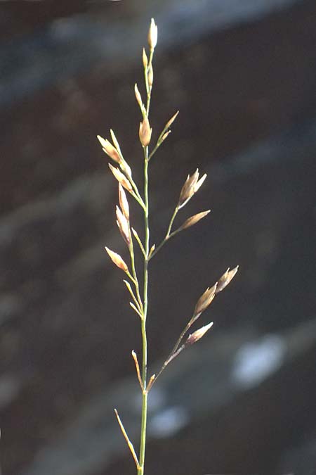 Poa nemoralis \ Hain-Rispengras / Wood Meadow Grass, A Großglockner 11.8.2025