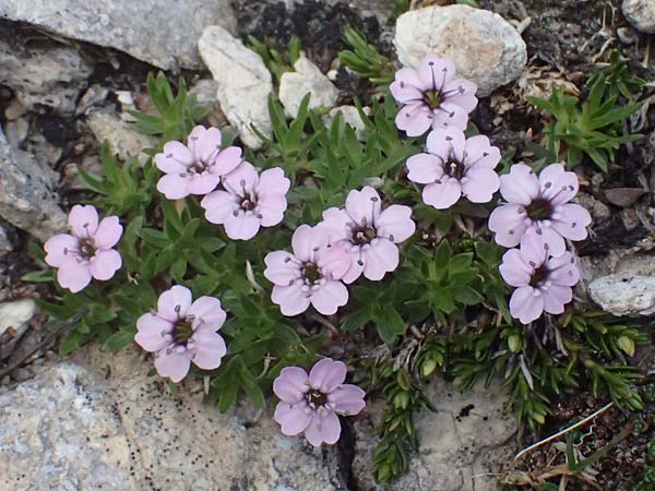 Gypsophila repens \ Kriechendes Gipskraut / Alpine Gypsophila, A Großglockner 11.8.2025
