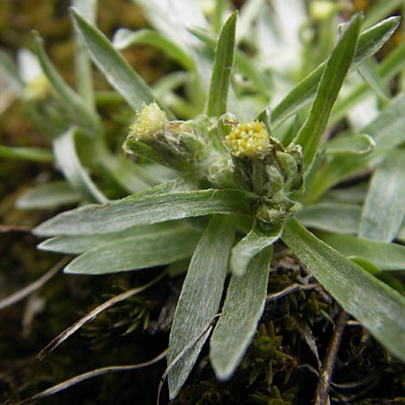 Gnaphalium supinum \ Zwerg-Ruhrkraut, A Malta - Tal 19.7.2010