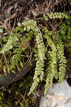 Asplenium viride \ Grnstieliger Streifenfarn / Green Spleenwort, A Kärnten/Carinthia, Hochstuhl 17.5.2016