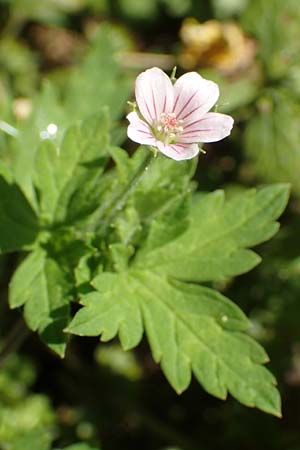 Geranium sibiricum \ Sibirischer Storchschnabel / Siberian Crane's-Bill, Siberian Geranium, A Kärnten/Carinthia, St. Kanzian am Klopeiner See 9.8.2016