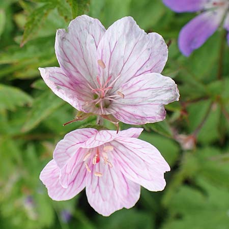 Geranium sylvaticum \ Wald-Storchschnabel / Wood Crane's-Bill, A Rax 28.6.2020