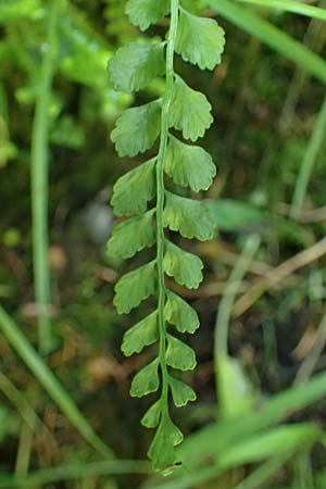 Asplenium viride \ Grnstieliger Streifenfarn / Green Spleenwort, A Kraubath (Mur) 27.6.2021