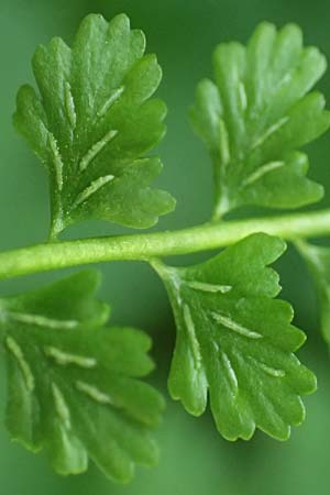 Asplenium viride \ Grnstieliger Streifenfarn / Green Spleenwort, A Kraubath (Mur) 27.6.2021