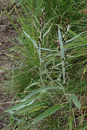Gnaphalium norvegicum \ Norwegisches Ruhrkraut, A Seckauer Tauern, Brandstätter Törl 27.7.2021