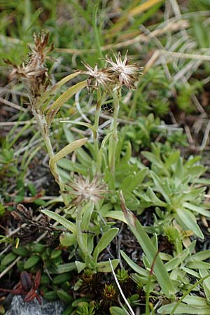 Gnaphalium supinum \ Zwerg-Ruhrkraut, A Seckauer Tauern, Brandstätter Törl 27.7.2021