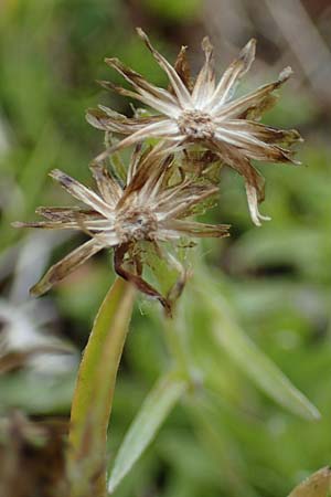 Gnaphalium supinum \ Zwerg-Ruhrkraut, A Seckauer Tauern, Brandstätter Törl 27.7.2021