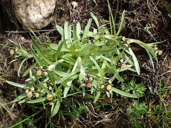 Gnaphalium supinum \ Zwerg-Ruhrkraut, A Seckauer Tauern, Brandstätter Törl 27.7.2021
