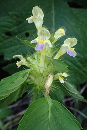Galeopsis speciosa \ Bunter Hohlzahn / Large-flowered Hemp-Nettle, A Trenchtling 6.7.2024