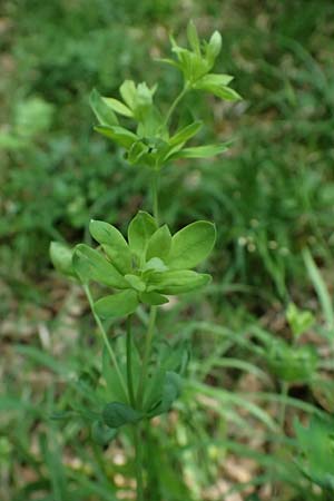 Galium sylvaticum \ Wald-Labkraut / Wood Bedstraw, A Gießhübl 12.5.2025